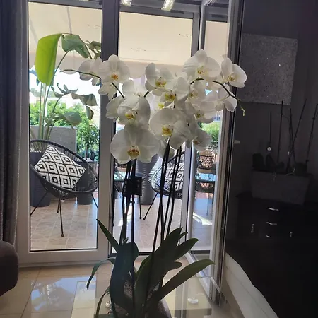 Diamond Lux * 아르고스톨리온