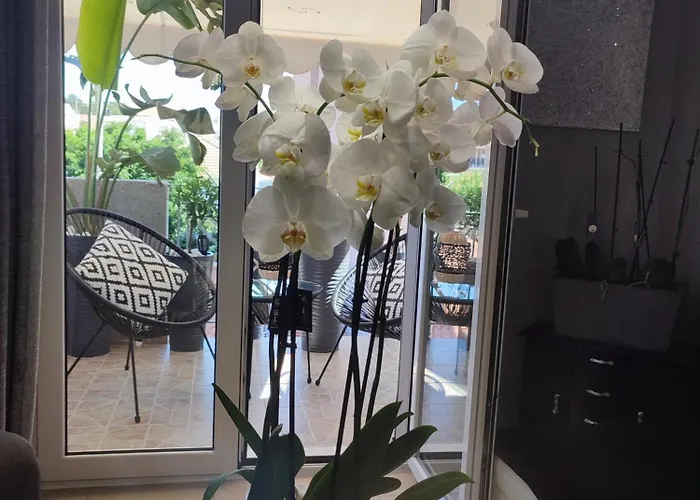 Diamond Lux * 아르고스톨리온